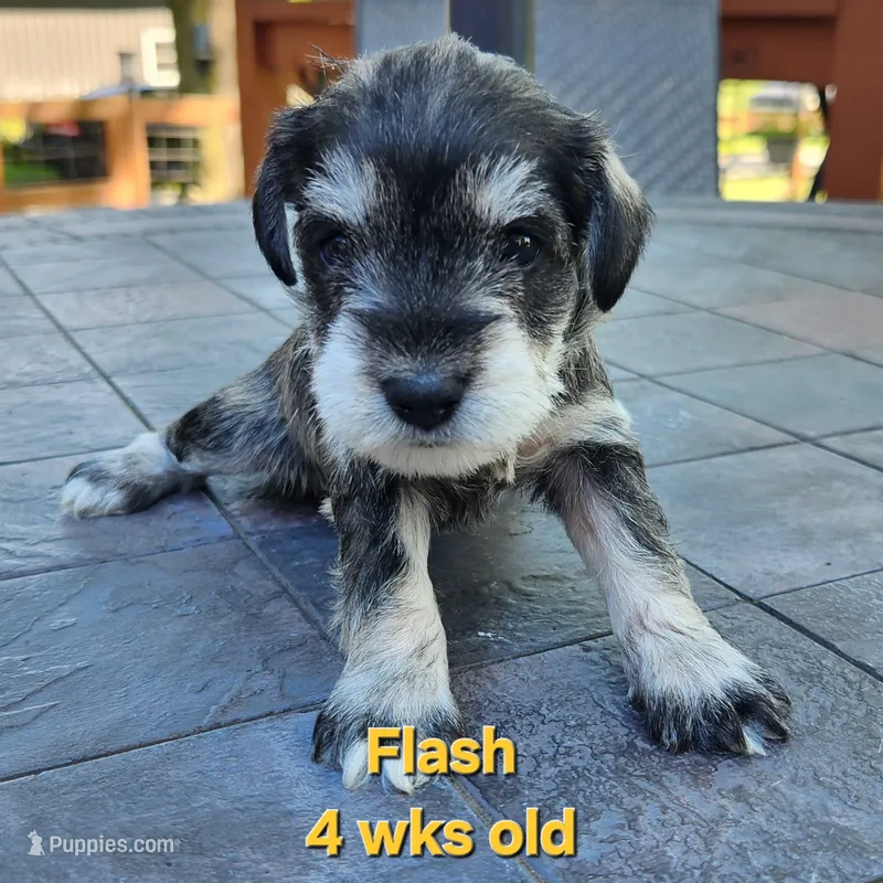 AKC -Flash – Miniature Schnauzer puppy for sale in Kokomo, IN