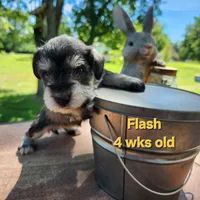 Flash, a female Miniature Schnauzer for sale in Kokomo, IN – 4 of 6
