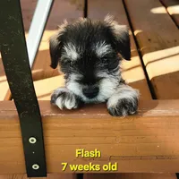 AKC -Flash, a female Miniature Schnauzer for sale in Kokomo, IN – 5 of 10