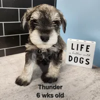 AKC -Thunder , a male Miniature Schnauzer for sale in Kokomo, IN – 2 of 9