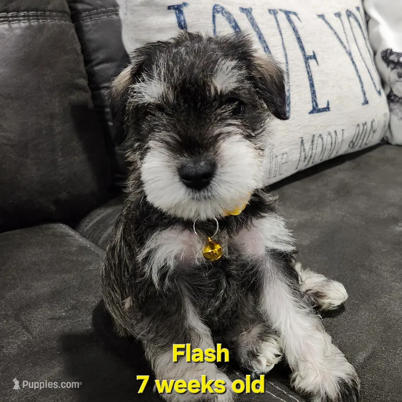 AKC -Flash – Miniature Schnauzer puppy for sale in Kokomo, IN