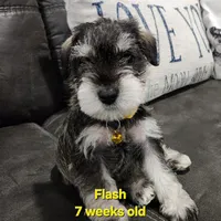 AKC -Flash, a female Miniature Schnauzer for sale in Kokomo, IN – 1 of 10