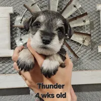 Thunder , a male Miniature Schnauzer for sale in Kokomo, IN – 2 of 7