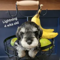 Lightning , a female Miniature Schnauzer for sale in Kokomo, IN – 4 of 6