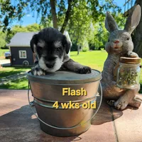 Flash, a female Miniature Schnauzer for sale in Kokomo, IN – 2 of 6