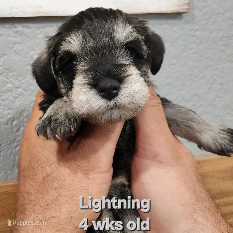 Lightning  – Miniature Schnauzer puppy for sale in Kokomo, IN