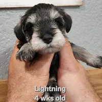 Lightning , a female Miniature Schnauzer for sale in Kokomo, IN – 1 of 6