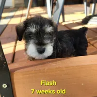 AKC -Flash, a female Miniature Schnauzer for sale in Kokomo, IN – 2 of 10