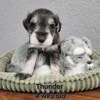 Thunder , a male Miniature Schnauzer for sale in Kokomo, IN – 5 of 7