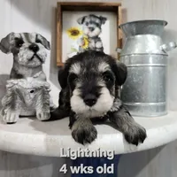 Lightning , a female Miniature Schnauzer for sale in Kokomo, IN – 3 of 6