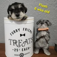 AKC -Flash, a female Miniature Schnauzer for sale in Kokomo, IN – 7 of 10