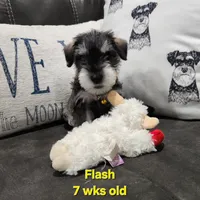 AKC -Flash, a female Miniature Schnauzer for sale in Kokomo, IN – 4 of 10