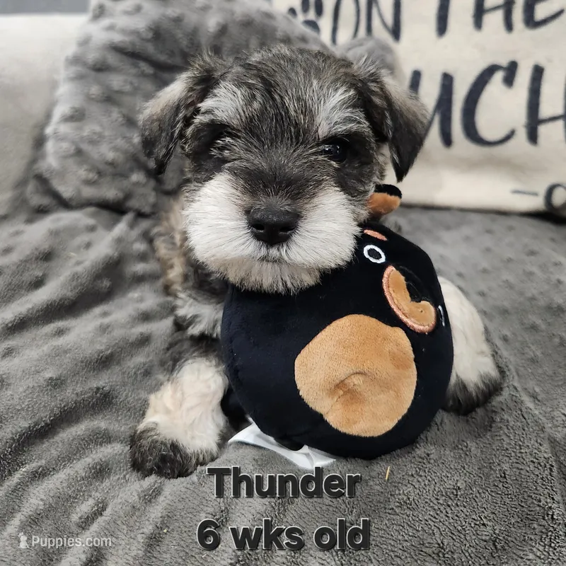 AKC -Thunder  – Miniature Schnauzer puppy on hold in Kokomo, IN