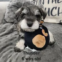 AKC -Thunder , a male Miniature Schnauzer for sale in Kokomo, IN – 1 of 9