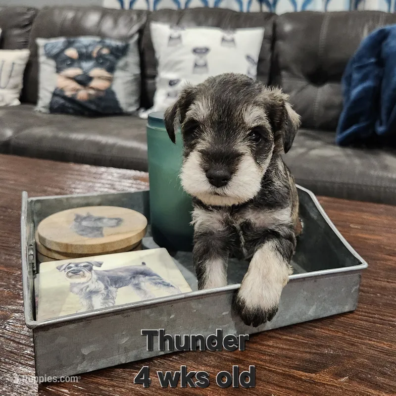 Thunder  – Miniature Schnauzer puppy for sale in Kokomo, IN