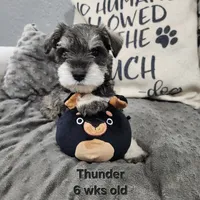 AKC -Thunder , a male Miniature Schnauzer for sale in Kokomo, IN – 3 of 9