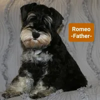 Thunder , a male Miniature Schnauzer for sale in Kokomo, IN – 7 of 7