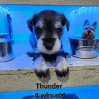 Thunder , a male Miniature Schnauzer for sale in Kokomo, IN – 3 of 7