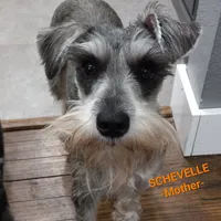 Lightning , a female Miniature Schnauzer for sale in Kokomo, IN – 6 of 6