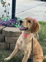 Bowie, a female Golden Retriever for sale in Garden City, MI – 3 of 4