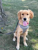 Bowie, a female Golden Retriever for sale in Garden City, MI – 2 of 4