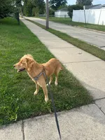 Bowie, a female Golden Retriever for sale in Garden City, MI – 4 of 4
