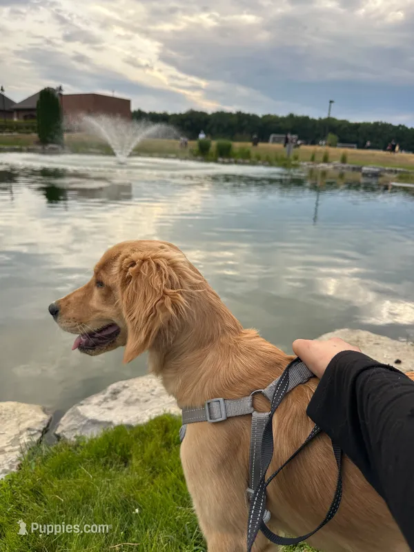 Bowie – Golden Retriever puppy for sale in Garden City, MI