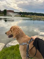 Bowie, a female Golden Retriever for sale in Garden City, MI – 1 of 4