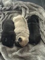 processed/595e594f-c80d-4784-b29e-4a012c68dd08/facility/e4d3e999-0a53-4991-94d7-3c49bc0002ec