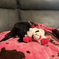 Buckshot , a male Pug for sale in Deepwater, MO – Photo 1 of 4