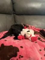 Buckshot , a male Pug for sale in Deepwater, MO – Photo 1 of 4