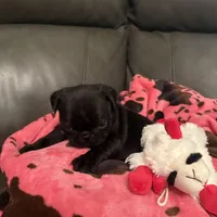 Buckshot , a male Pug for sale in Deepwater, MO – Photo 4 of 4