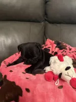 Buckshot , a male Pug for sale in Deepwater, MO – Photo 4 of 4