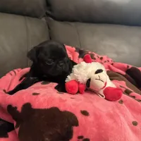 Buckshot , a male Pug for sale in Deepwater, MO – Photo 3 of 4