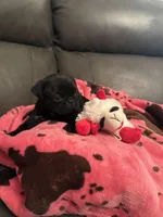 Buckshot , a male Pug for sale in Deepwater, MO – Photo 3 of 4