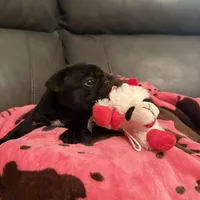 Buckshot , a male Pug for sale in Deepwater, MO – Photo 2 of 4