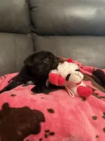 Buckshot , a male Pug for sale in Deepwater, MO – Photo 2 of 4