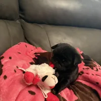 Bullet , a male Pug for sale in Deepwater, MO – Photo 2 of 3