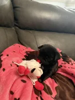 Bullet , a male Pug for sale in Deepwater, MO – Photo 2 of 3