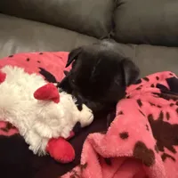 Bullet , a male Pug for sale in Deepwater, MO – Photo 1 of 3