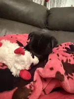 Bullet , a male Pug for sale in Deepwater, MO – Photo 1 of 3