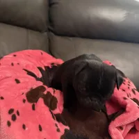 Bullet , a male Pug for sale in Deepwater, MO – Photo 3 of 3