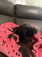 Bullet , a male Pug for sale in Deepwater, MO – Photo 3 of 3