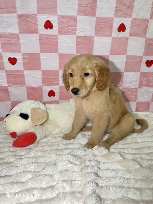 Orange – Golden Retriever puppy for sale in Douglasville, GA