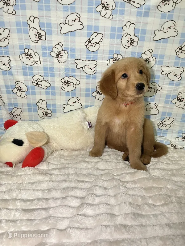 Red – Golden Retriever puppy for sale in Douglasville, GA