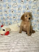 Red, a male Golden Retriever for sale in Douglasville, GA – 1 of 6