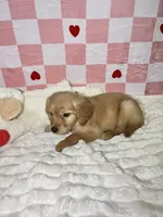 Purple, a female Golden Retriever for sale in Douglasville, GA – 3 of 6