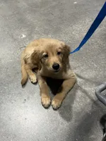 Blue, a male Golden Retriever for sale in Douglasville, GA – 3 of 5