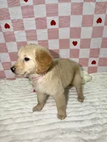 Pink, a female Golden Retriever for sale in Douglasville, GA – 4 of 6