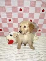 Pink, a female Golden Retriever for sale in Douglasville, GA – 3 of 6